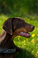 Portrait_Dobermann.jpg